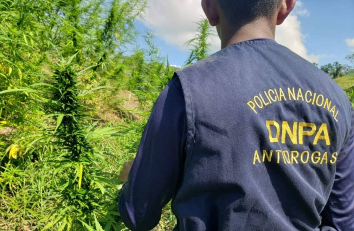 La destrucción de la droga fue realizada por agentes de la Dirección Nacional Policial Antidrogas, la Dirección Nacional de Prevención, Dirección Nacional de Fuerzas Especiales y la Fuerza Naval de Honduras.