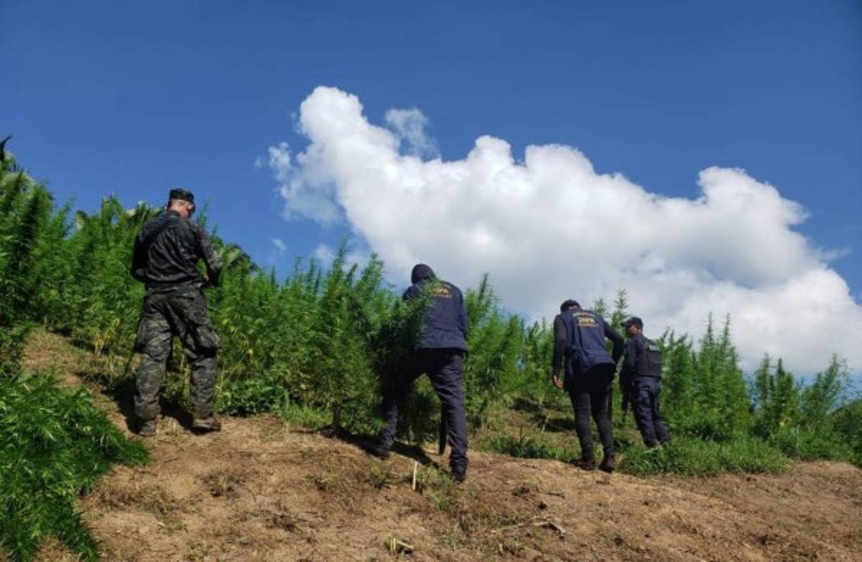 El pasado mes de agosto en Tocoa destruyeron más de 16,000 plantas de marihuana.