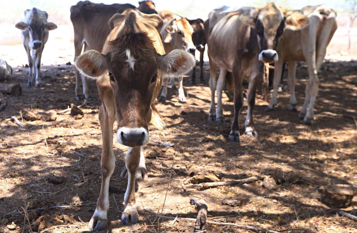 Juan José Molina indicó que están sobreviviendo en las zonas de producción con la poca agua que les regalan otros ganaderos.