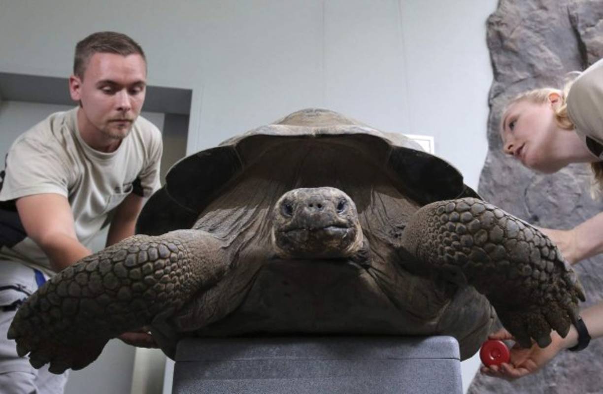 ALEMANIA. Una tortuga de 535 libras. Isabela, una tortuga gigante de Galápagos es cargada para ser pesada en el zoo, en Rostock. Foto: EFE/Bernd Wuestneck