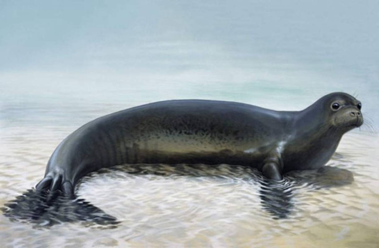 2008 “Foca monje del Caribe”. Fue una foca que comenzó a ser cazada durante los 1700 y 1800 para la obtención de su grasa y como aceite para maquinaria y lámparas. Además de la extinción de la foca monje del caribe, también con ella desapareció un ácaro que solo podía vivir en las fosas nasales de estos mamíferos acuáticos.