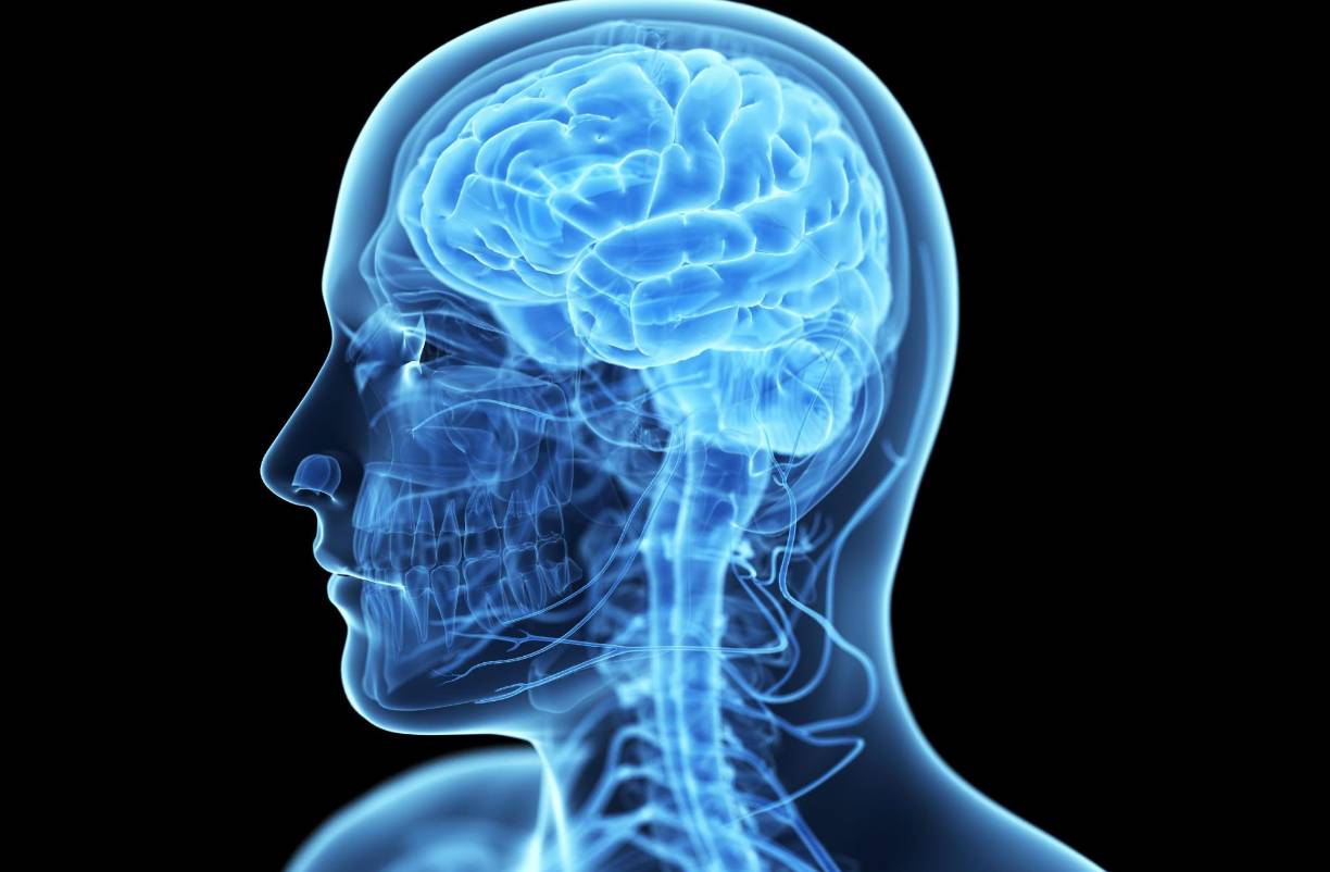 Si el flujo sanguíneo se detiene por más de pocos segundos, el cerebro no puede recibir nutrientes y oxígeno. 