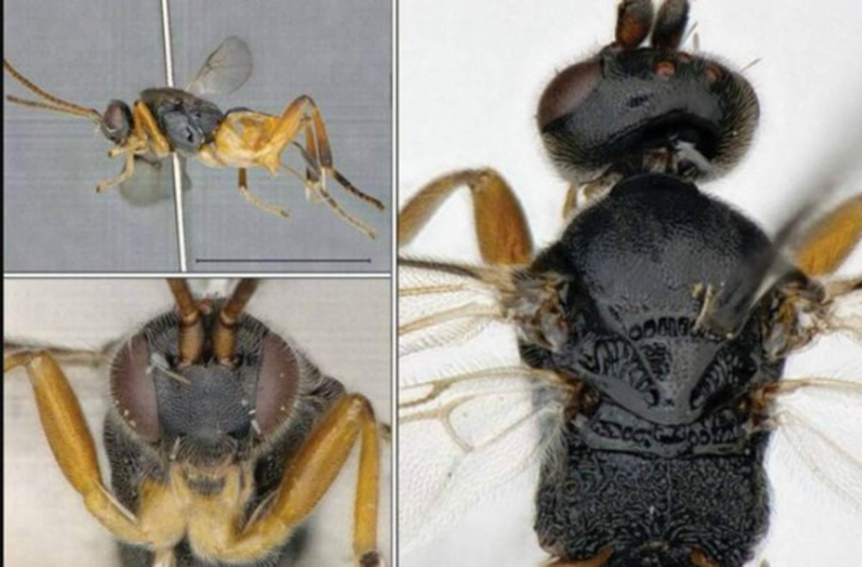 La avispa 'Godzilla' resulta ser una especie poco común. Apenas un 0,1% de las avispas conocidas hasta ahora se les atribuyen habilidades 'acuáticas'. Sin embargo, nunca antes se había visto una especie de este tipo con la capacidad de sumergirse y cazar bajo el agua.