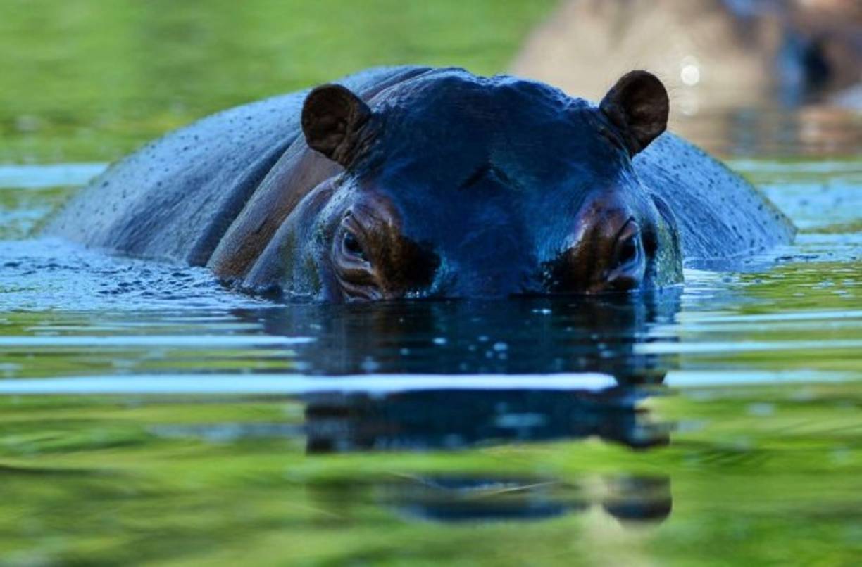 Un hipopótamo camina en el parque temático Hacienda Nápoles del zoológico privado del capo de la droga Pablo Escobar en su rancho de Nápoles, en Doradal, departamento de Antioquia, Colombia. AFP