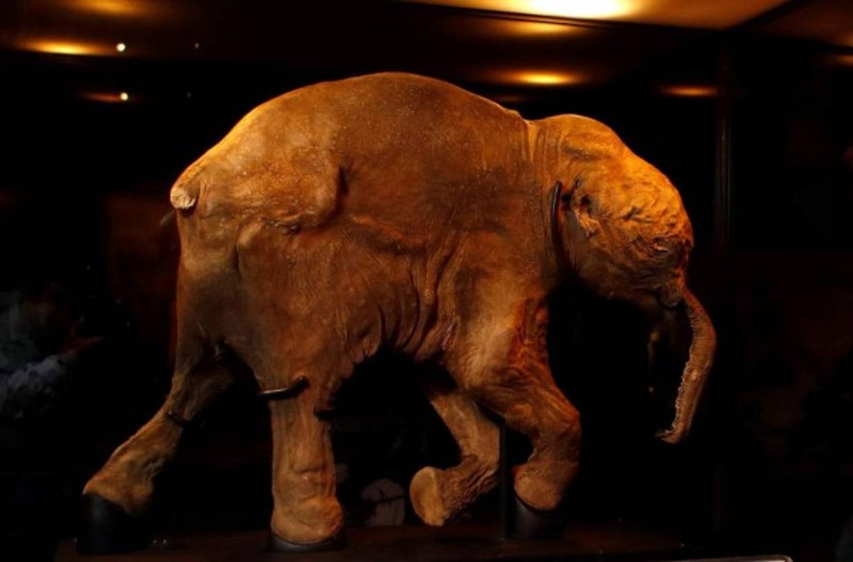 Australia. El mejor preservado. “Lyuba”, cría de mamut de 42.000 años, es expuesto por primera vez en el Museo de Australia en Sídney.