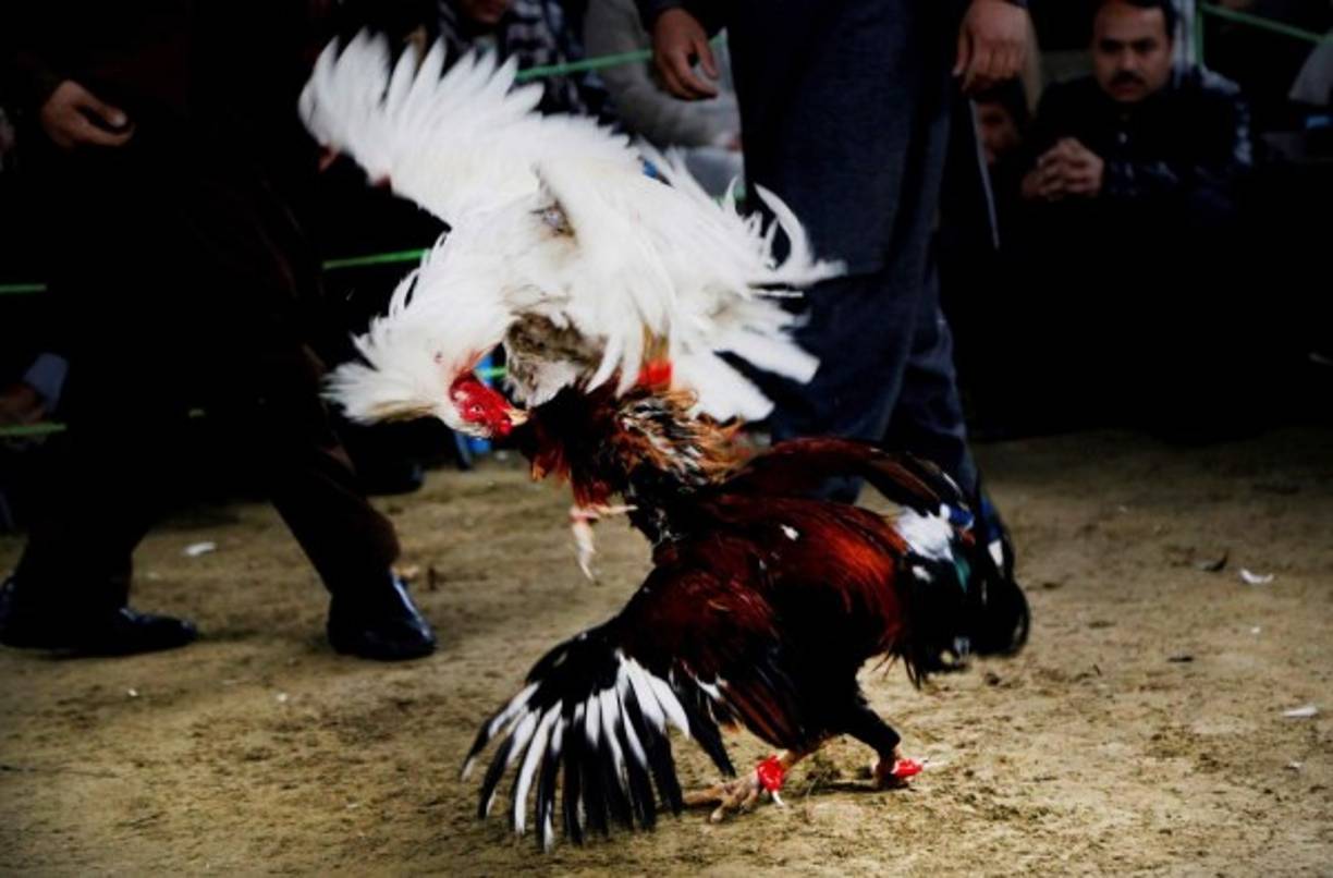 Afganistán. Lucha a muerte. Afganos observan una pelea de gallos en Kabul. Las apuestas en estos combates llegan hasta los 2,000 dólares.