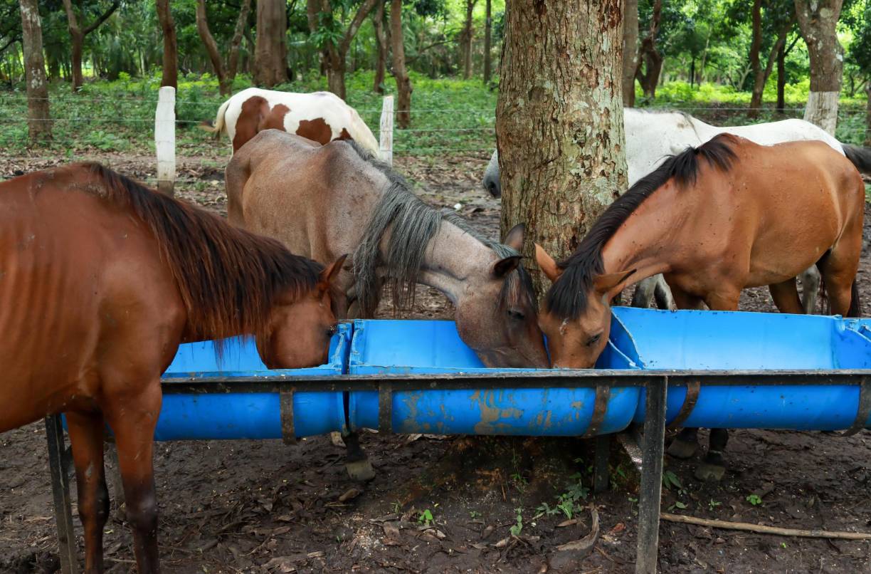 Actualmente, este sitio en el Ocotillo es refugio de 12 caballos que están siendo atendidos por un veterinario, y pronto recibirán a 13 más que se rescataron en las últimas dos semanas.