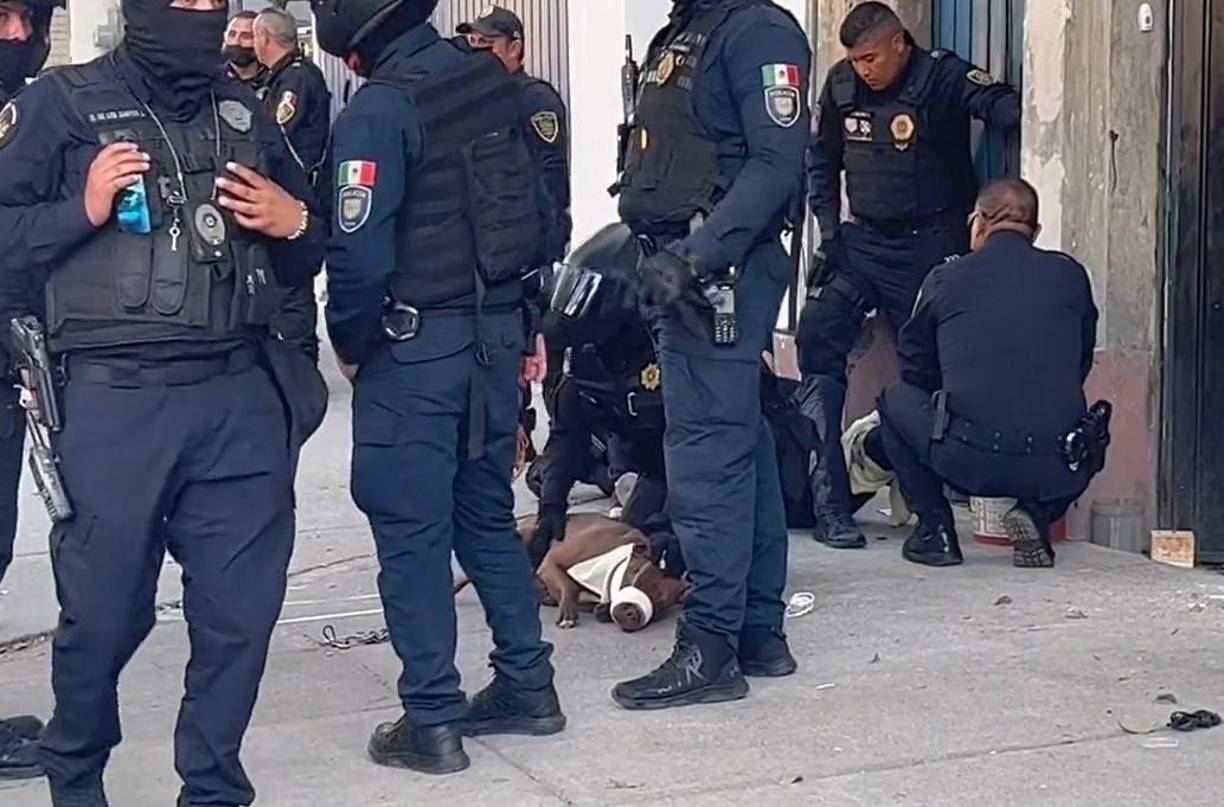 Según información un comunicado de la Secretaría de Seguridad Ciudadana (SSC) de la Ciudad de México, la oficial perteneciente a esta dependencia de seguridad la fue mordida por el can cuando perseguía a dos presuntos ladrones, que momentos antes habían robado un teléfono celular a una mujer en la colonia Roma Norte.