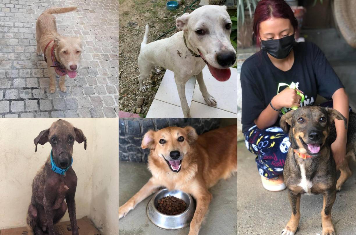 Lamentablemente, los voluntarios de Proa se vieron obligados a frenar la labor de rescate animal debido a la crisis económica que enfrentan. Por lo tanto, solicitan ayuda urgente a los buenos ciudadanos para poder atender las necesidades de los perritos que tienen y seguir en la misión de salvar la vida de más peluditos.