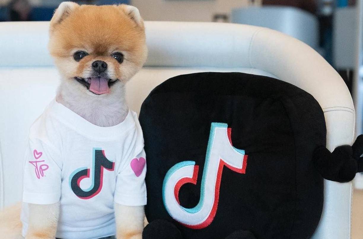 Esto no solo se limita al contenido de animales silvestres (que, dado que es ilegal su tenencia como mascotas, pueden denunciarse por crueldad animal ya de base), sino a aquellos animales domésticos de los que se está abusando para generar contenidos crueles o llamativos, a través de la explotación o la crueldad.Sin embargo, cuando se trata de animales domésticos que no están siendo explotados y cuyo contenido no incluye situaciones de crueldad, la situación es distinta y, en este caso, los “memes” y las publicaciones adorables están servidas y a disposición de la viralidad.