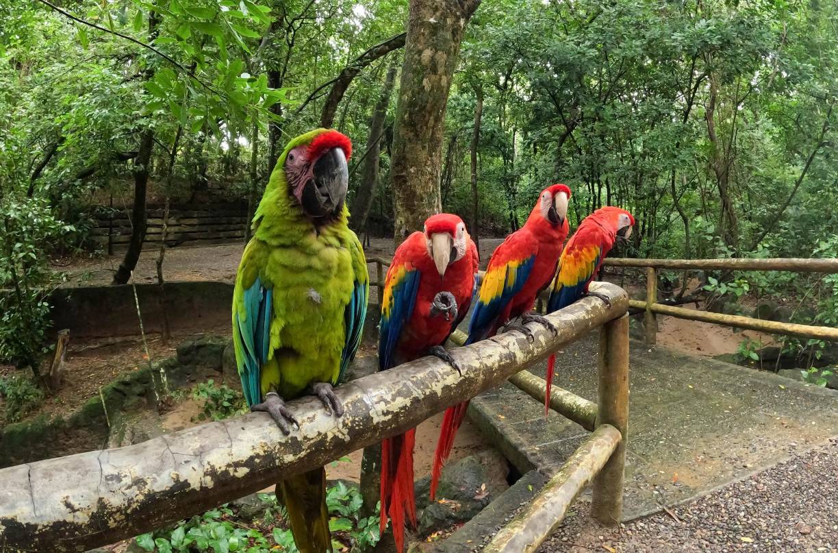 Guacamayas de Gumablimba Park