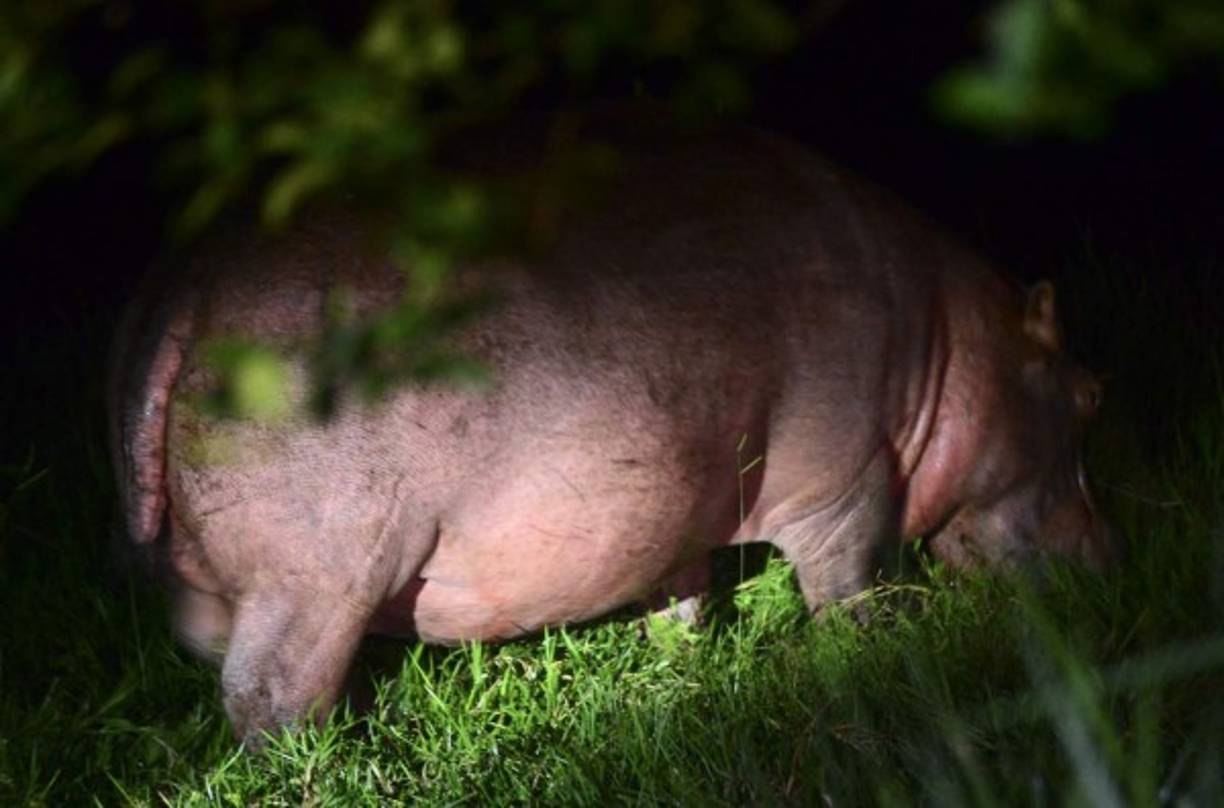 Un hipopótamo se alimenta en una granja en las afueras de Doradal, departamento de Antioquia, Colombia, cerca del parque temático Hacienda Nápoles, en el zoológico privado del capo de la droga Pablo Escobar en su rancho de Nápoles. AFP