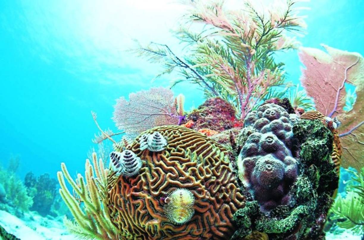 Barrera de Coral. La Barrera de Coral en Honduras forma parte del Sistema Arrecifal Mesoamericano que se extiende a lo largo de mil kilómetros por las costas de México, Belice, Guatemala y Honduras, siendo el segundo más extenso del mundo, después del de Australia.
