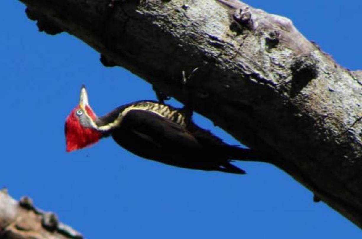 Uno de los pájaros carpinteros que ha sido fotografiado en la zona y que forma parte de la extensa fauna del lugar.