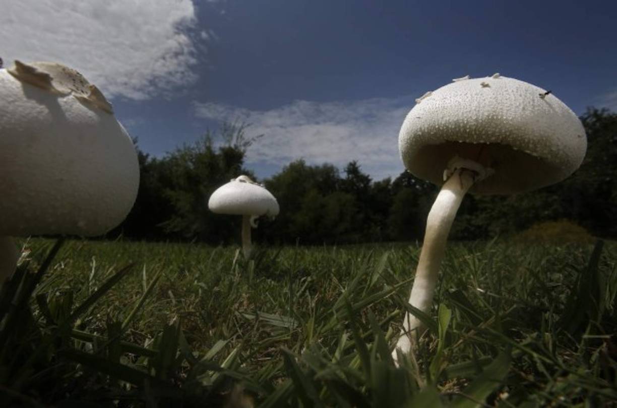 Par de grandes hongos captados en una zona de la localidad de Commerce, en el estado de Texas.