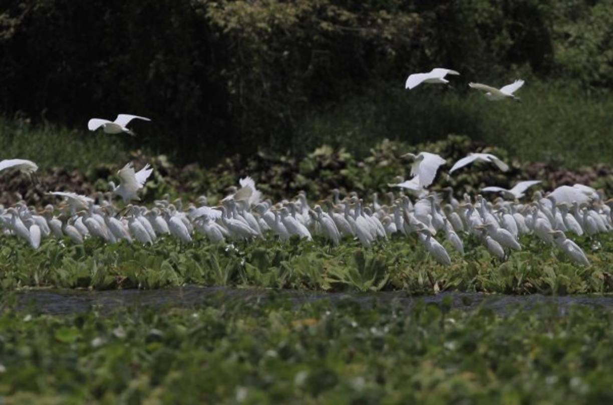 Las garzas también descansan en la laguna.