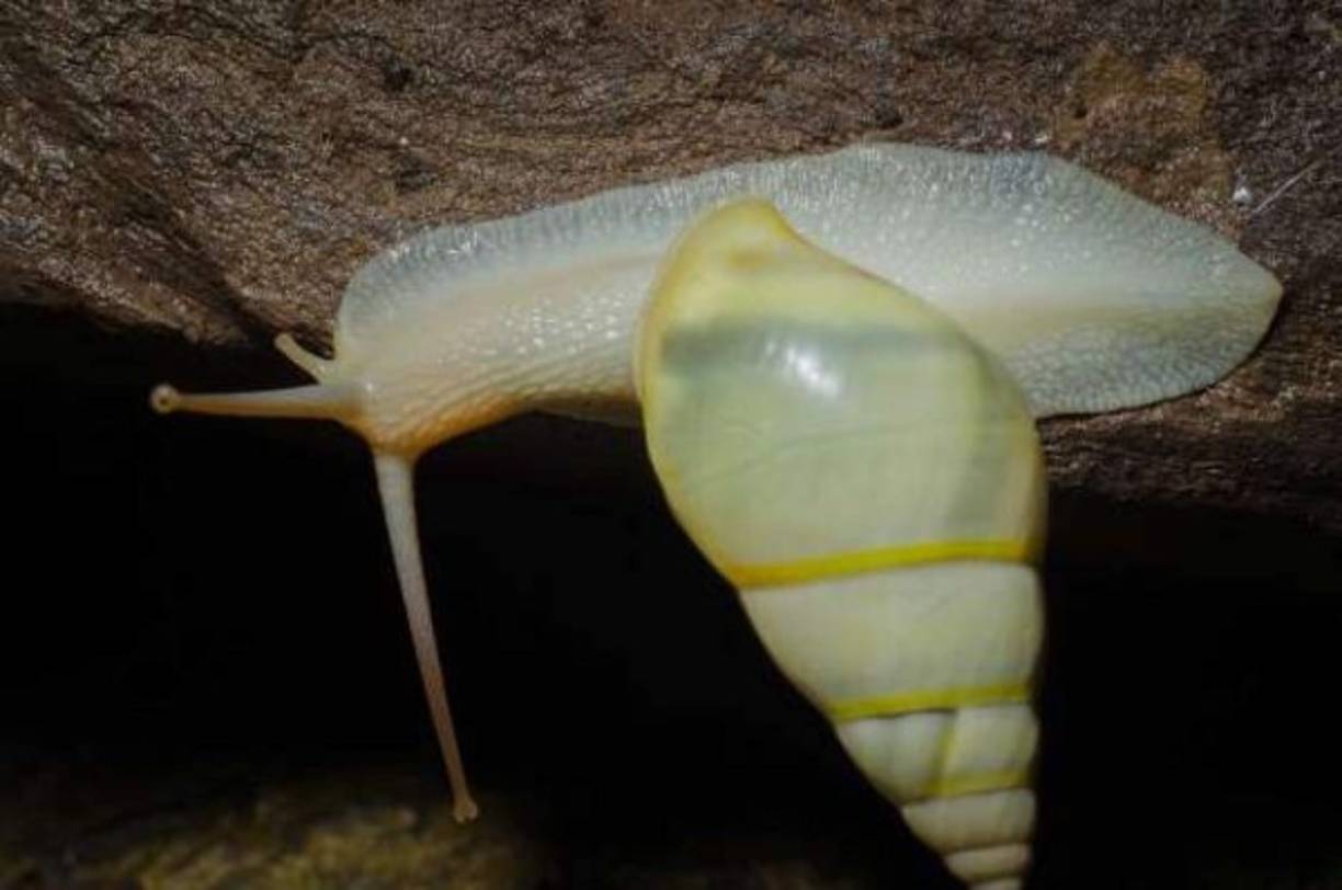 CARACOL DE AGUA DULCE ► A pesar de ser pequeños y lentos, son altamente mortales ya que transmiten una enfermedad parasitaria que mata aproximadamente a 10.000 personas, llamada esquistosomiasis