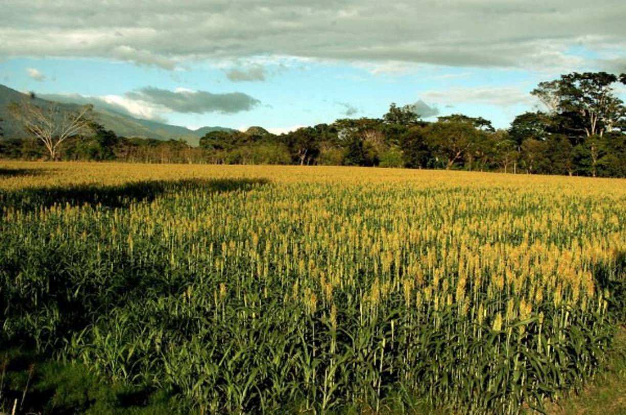 Estas son plantaciones de sorgo al oriente de Honduras.