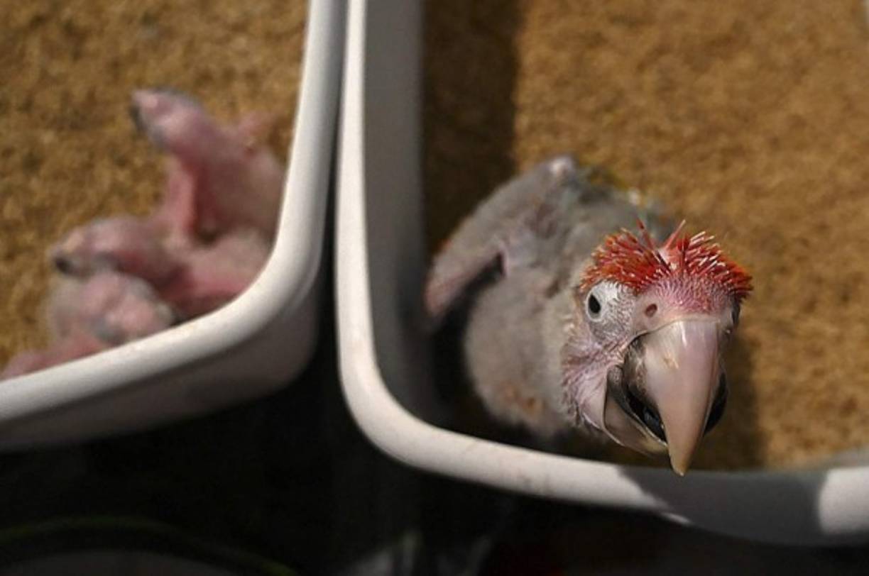 En los bosques son animales gregarios que andan en grupos de 25 o más, dependiendo el volumen de las poblaciones.