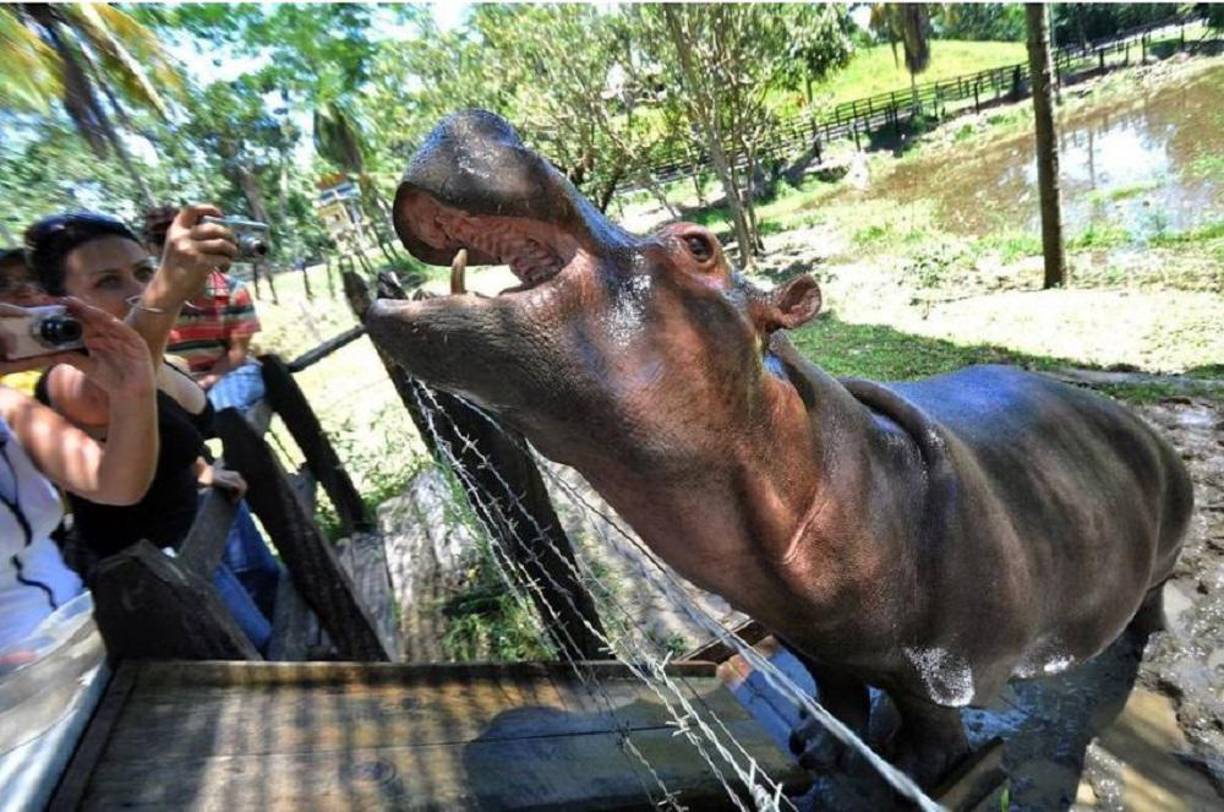 Otros serán enviados a México, India o Filipinas, que se mostraron abiertos a recibir ejemplares. El gobierno aún está tramitando los permisos necesarios para los traslados. 