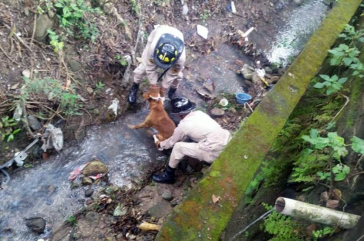 Y es que los bomberos hacen trabajos que parecen insólitos. Este perro cayó en una quebrada, se quebró una pata y no podía salir. Los bomberos vendaron al animal y le curaron algunas heridas. Sin duda alguna son héroes anónimos dignos de admirar.