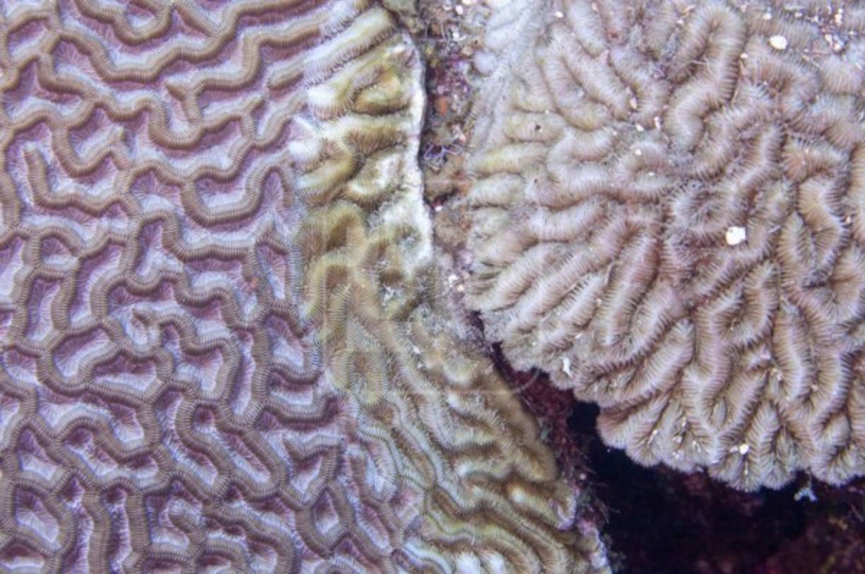 'Nos hemos unido todas las instituciones que tenemos competencia dentro de la parte marina y acordamos que vamos a facilitar todos los procesos, permisos y brindaremos el apoyo logístico que se le pueda dar a estas organizaciones para realizar su trabajo', dijo Flores.<br/>