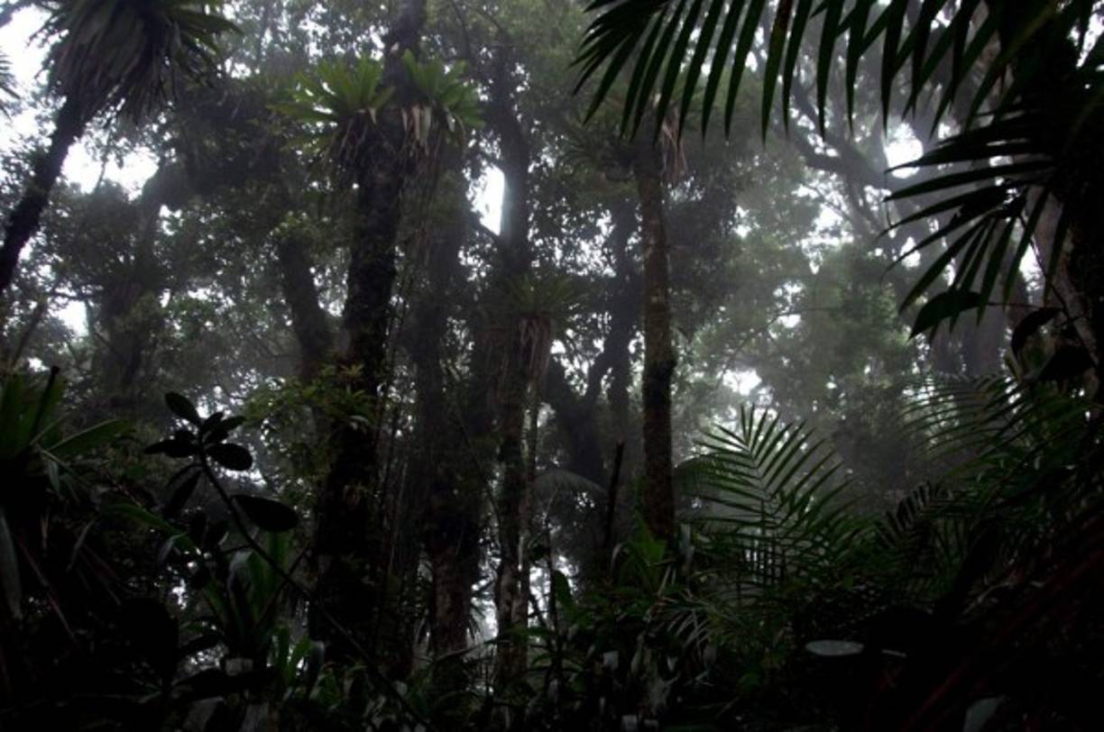 El bosque nublado predomina en Azul Meambar, donde caminar en sus senderos puede convertirse en una aventura.