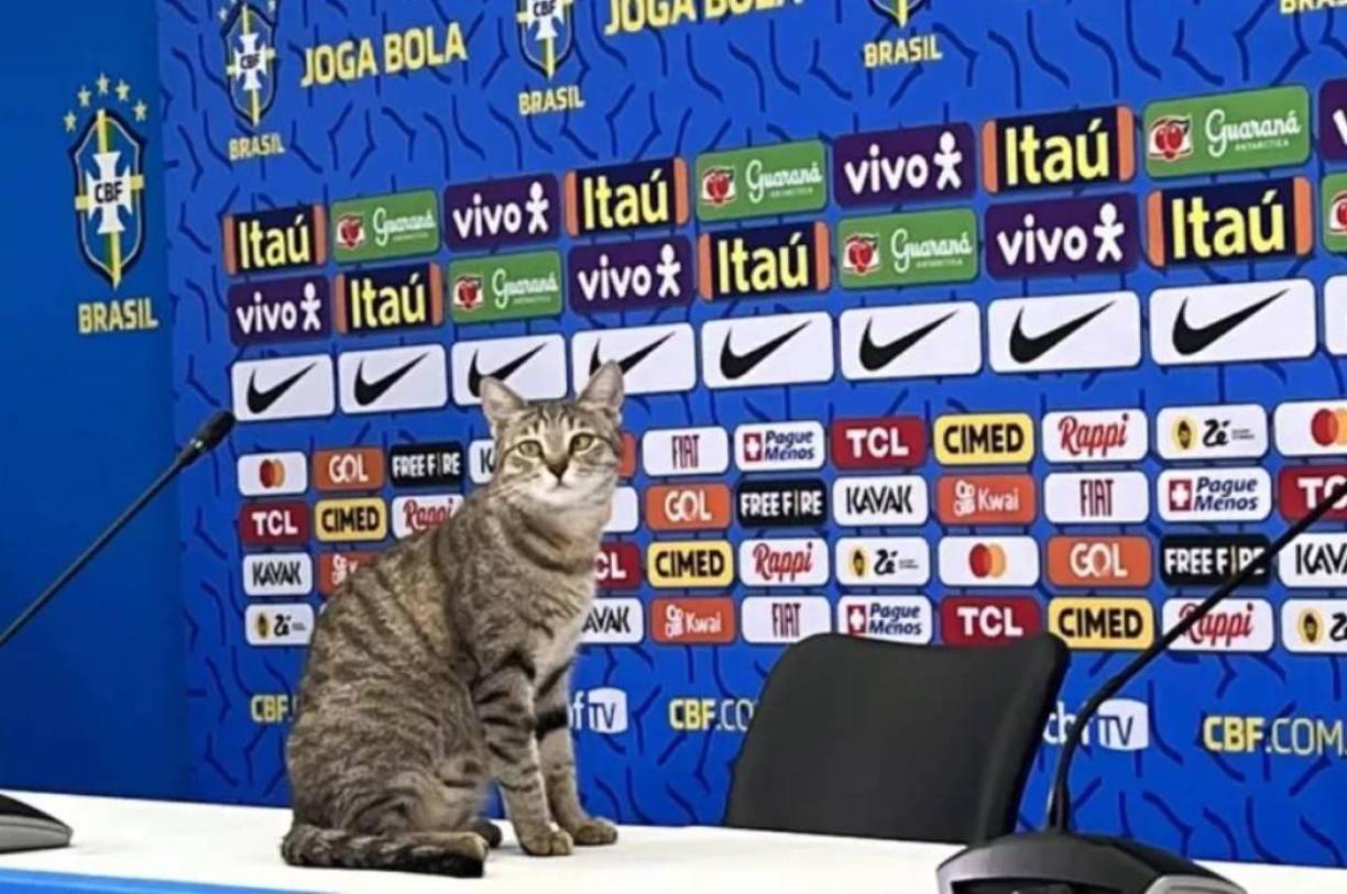 El polémico episodio se remonta al 7 de diciembre de 2022, cuando el jefe de prensa de la selección carioca maltrató a un pequeño felino que se presentó en medio de una conferencia de prensa. Desde entonces, Brasil ha tenido una mala racha.