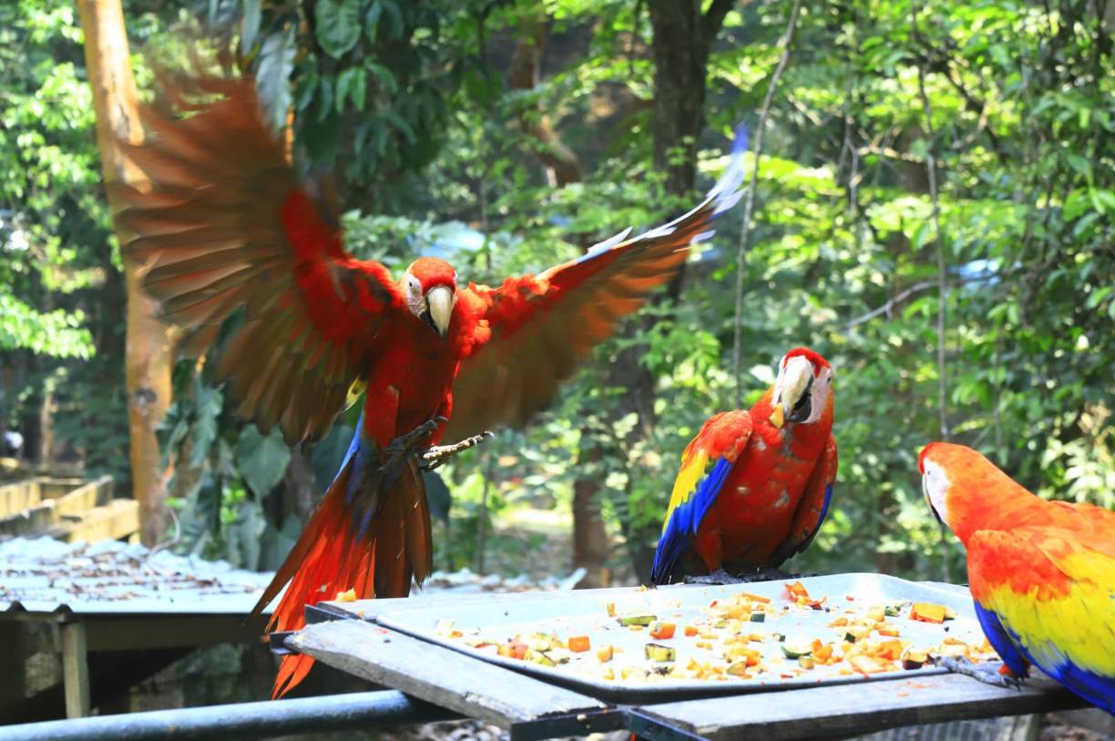 <b>En el Valle Sagrado de la Guacamaya Roja en Copán vuelan libres más de 100 guaras que han sido liberadas para que vivan de nuevo en su hábitat. Lograr esa incorporación a la naturaleza trae detrás un trabajo arduo, de desentrenamientos.</b>