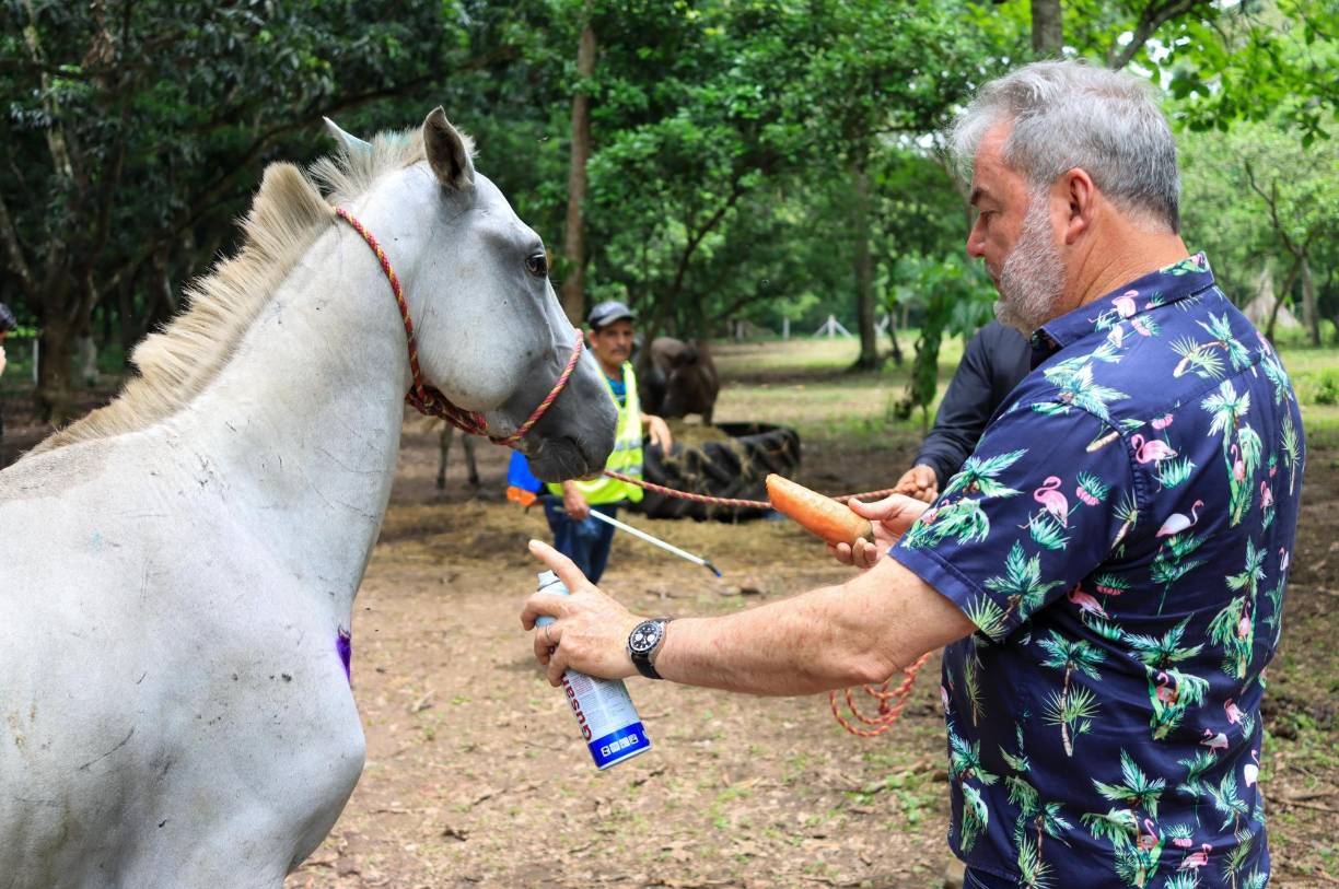 Allí el caballo en un periodo de dos o tres meses es recuperado, ya que es desparacitado, vitaminado y alimentado con concentrado específico.