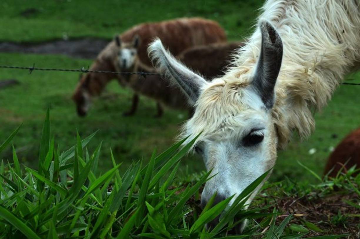 'Una empresa nos donó muchas frutas, manzanas, peras, cosas que tal vez no habían comido antes los animales', dijo la veterinaria. También recibieron donaciones de alimentos concentrados y carne de pollo y res. AFP