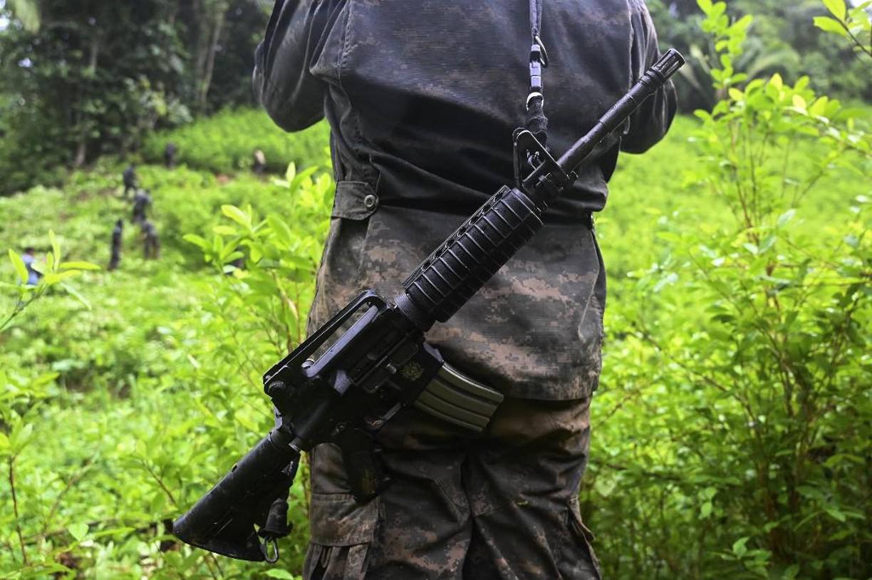 Luego que ayer iniciara la erradicación de la primera de varias plantaciones recientemente detectadas con arbustos de hoja de coca en zonas montañosas del departamento de Colón, la Agencia Técnica de Investigación Criminal (ATIC) logró identificar que cuarto de hectárea tendría unos cinco años de producción.