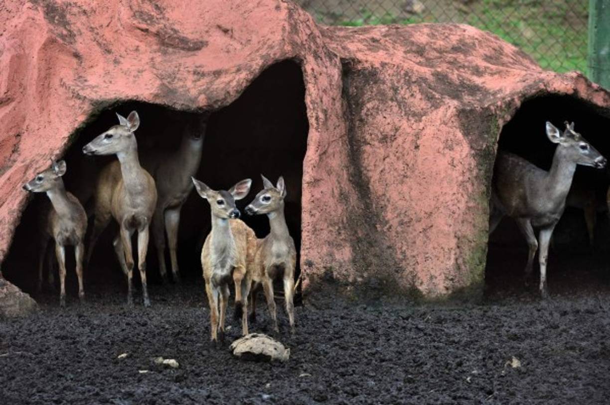 El ecoparque Joya Grande fue incautado por el gobierno en 2013 al cartel narcotraficante Los Cachiros, cuando sus integrantes se entregaron a la justicia de Estados Unidos. AFP