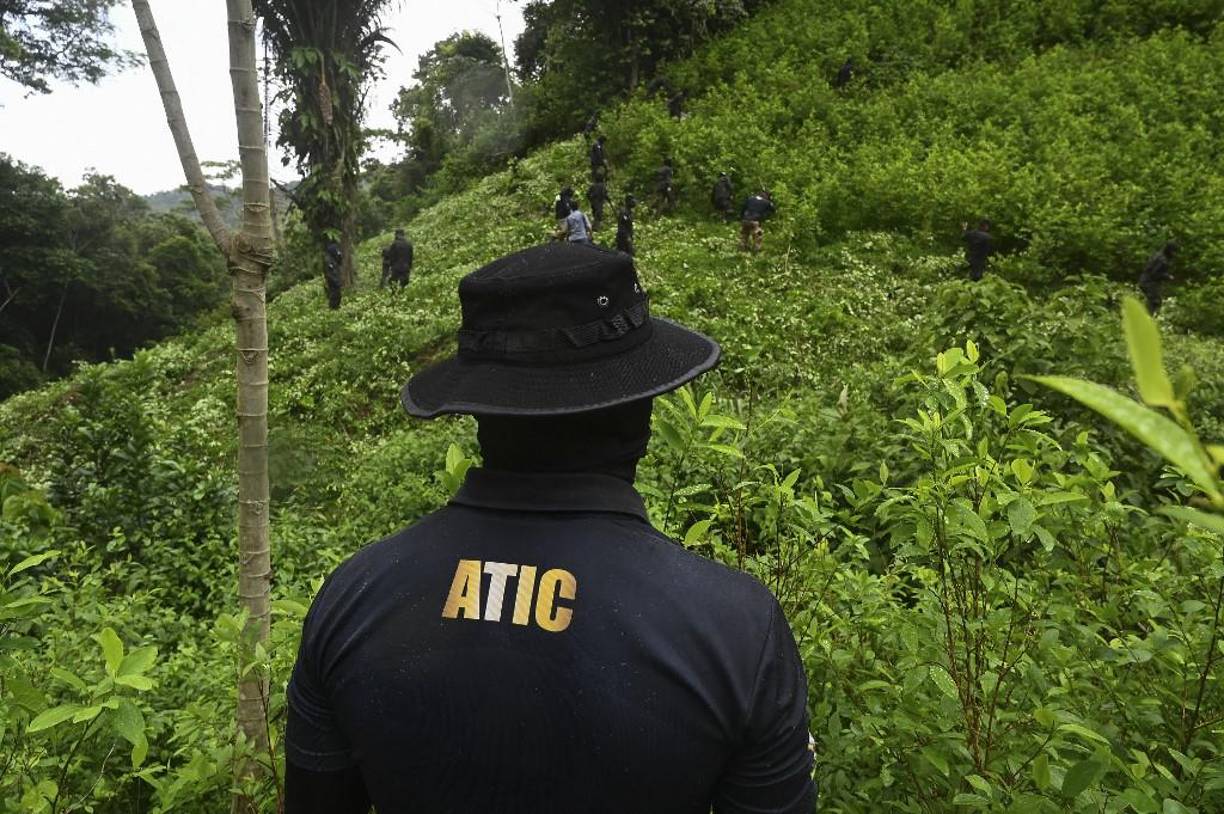 Erradican plantación de coca que tendría cinco años de producción en Colón