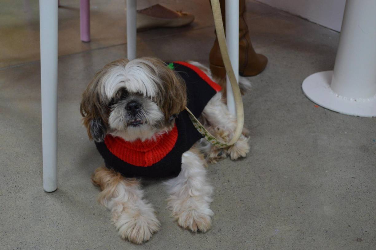 Incluso puedes llevar a tu mascota, siempre y cuando esté acostumbrada a compartir con otras personas. 