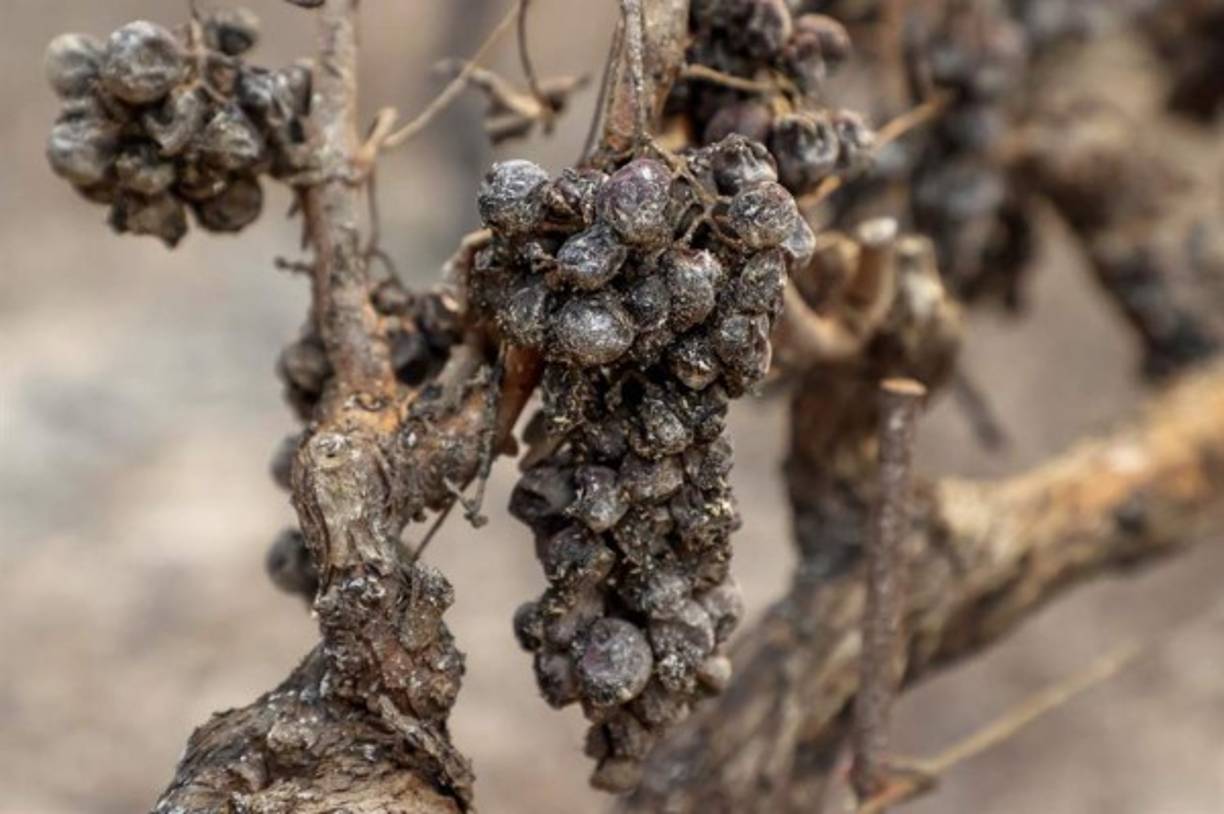 'Perder tu restaurante y tu casa habría sido un golpe doble que nadie sería capaz de soportar', dijo el alcalde de Calistoga, Chris Canning, tras revisar la casa de Kostow, quien fue evacuado.