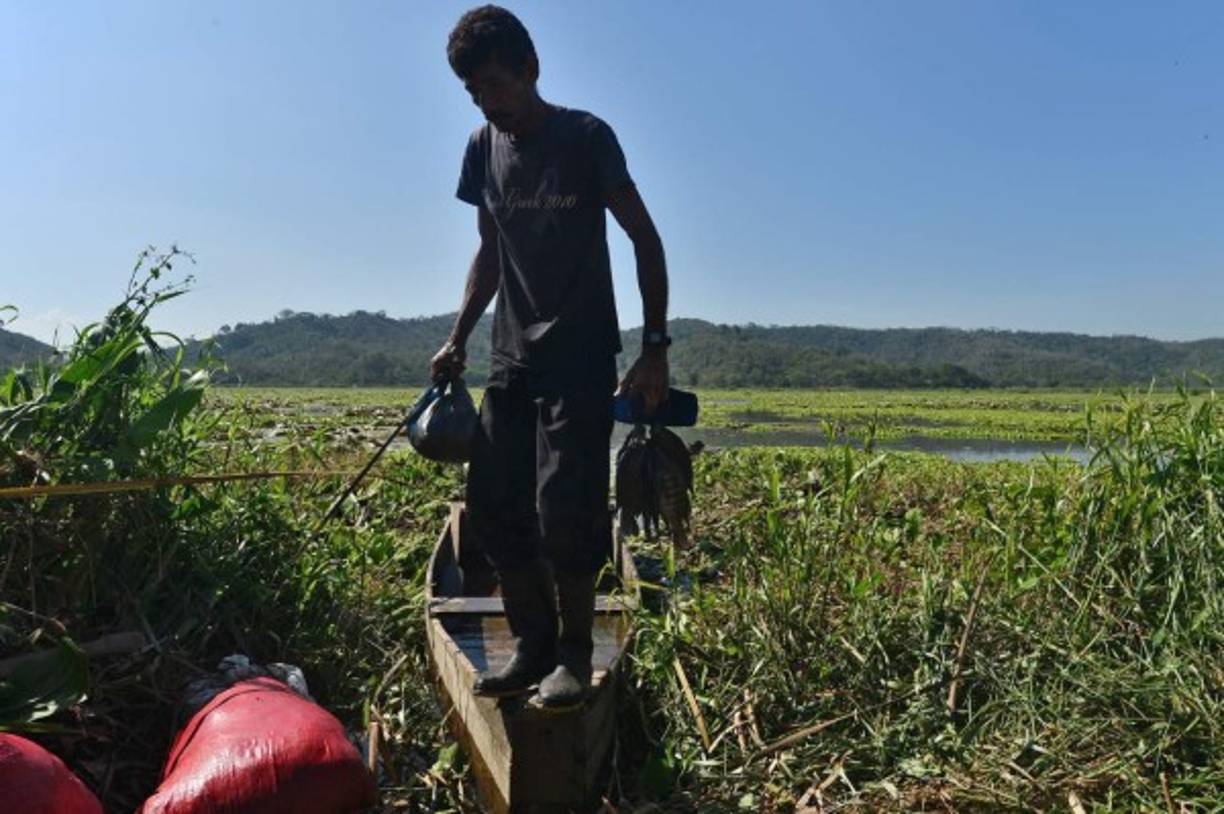 El jefe de Meteorología de la Comisión Permanente de Contingencia (Copeco), Francisco Argeñal, dijo a la AFP que la severa sequía agotó las fuentes de agua para consumo humano y provocó pérdidas de cosechas.