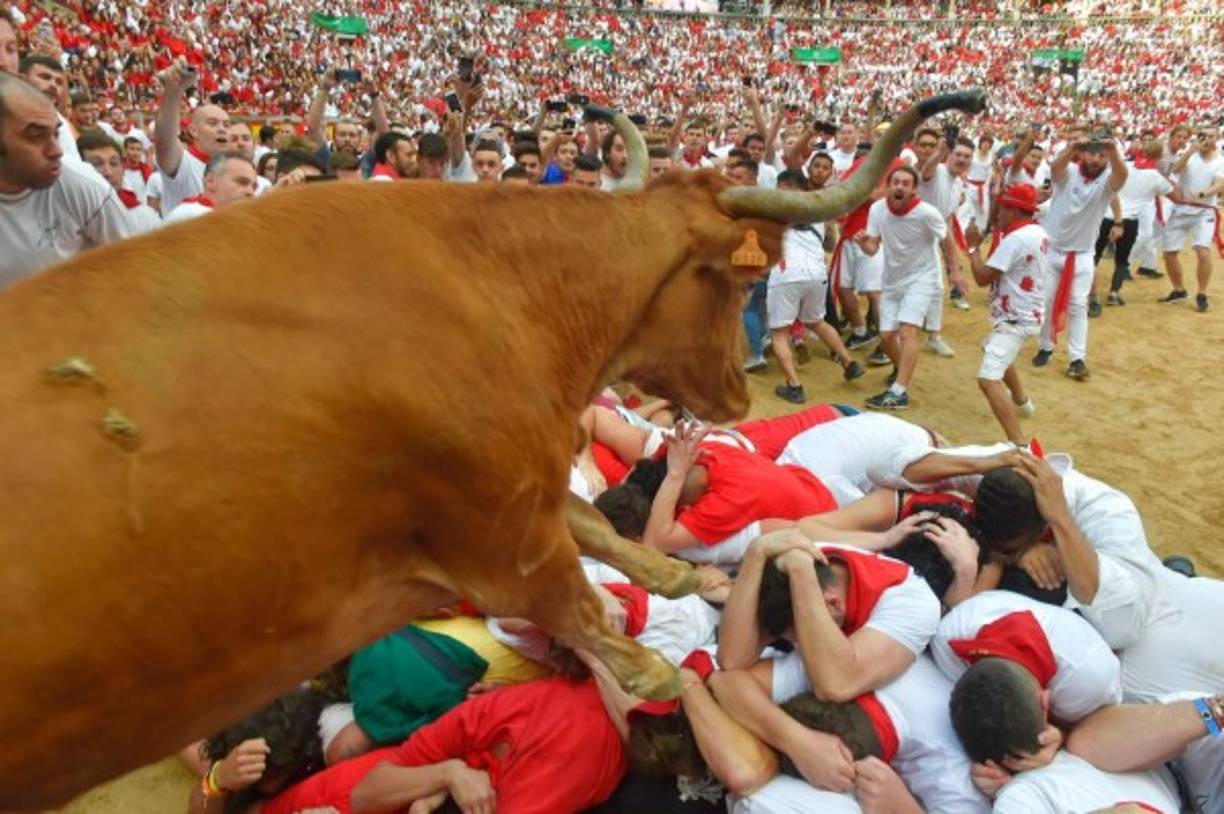 Los toros de media tonelada que recorren las calles son luego sacrificados.