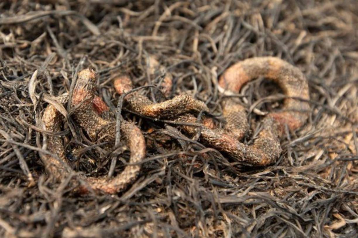 Unos 9,000 militares se trasladaron a Pará, el estado más afectado por el fuego y donde fueron registrados más de 6,500 incendios solo en las tres primeras semanas de agosto, para combatir las llamas y evitar que se sigan extendiendo.