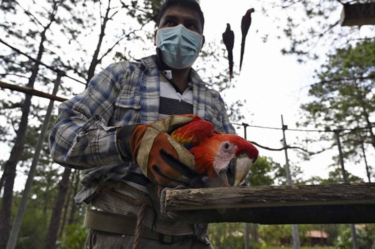 - El Valle Sagrado de la Guacamaya -<br/><br/>'El proyecto se enfoca en reproducir en cautiverio individuos provenientes del tráfico [ilegal de animales], rehabilitarlos, reproducirlos, y estos ejemplares que pasen a ser libres en su distribución histórica', explica a la AFP el director ejecutivo de Macaw Mountain, el mexicano Mauricio Cuevas.
