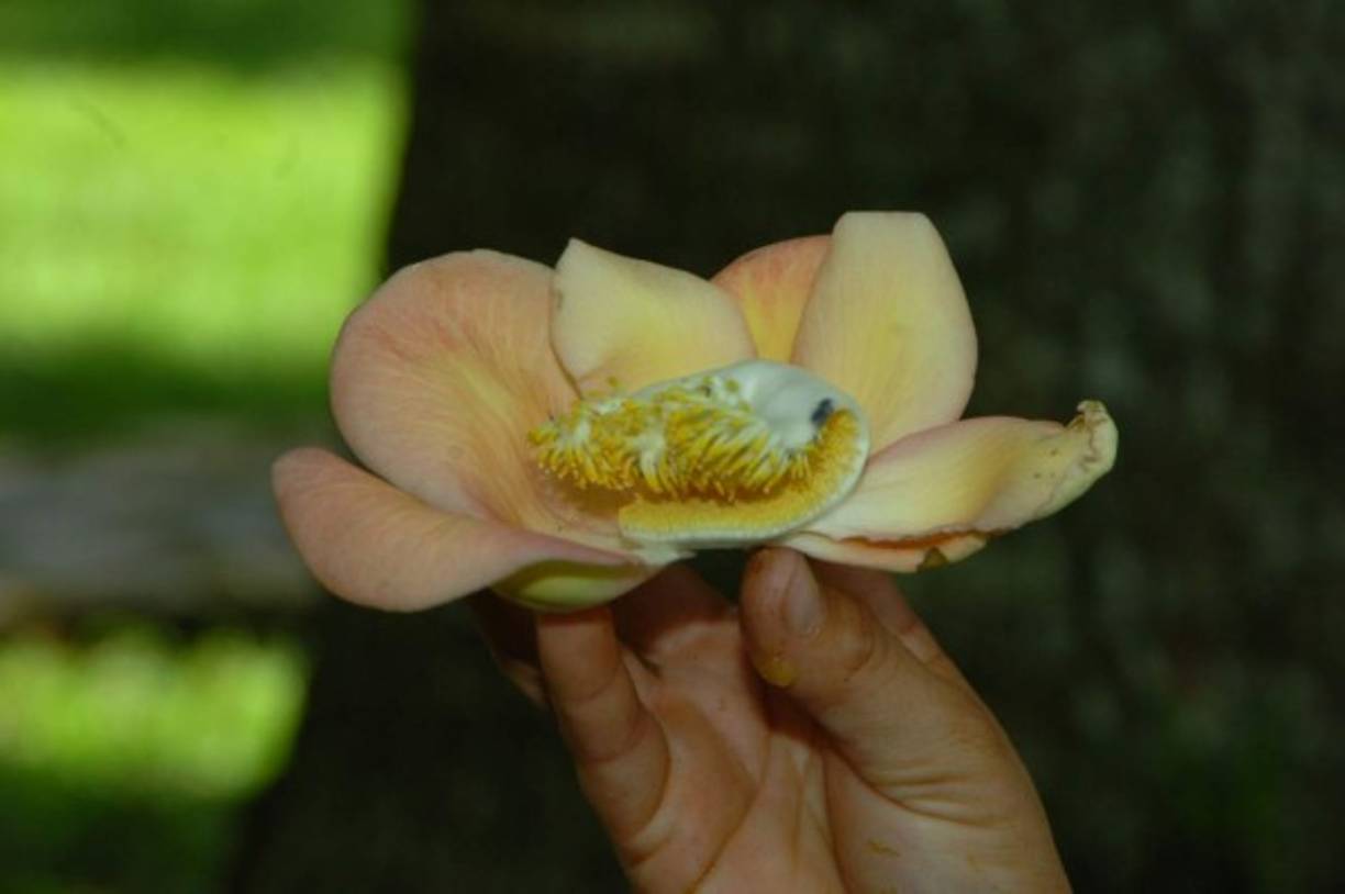 Hermosos árboles frutales y ornamentales decoran este sitio.