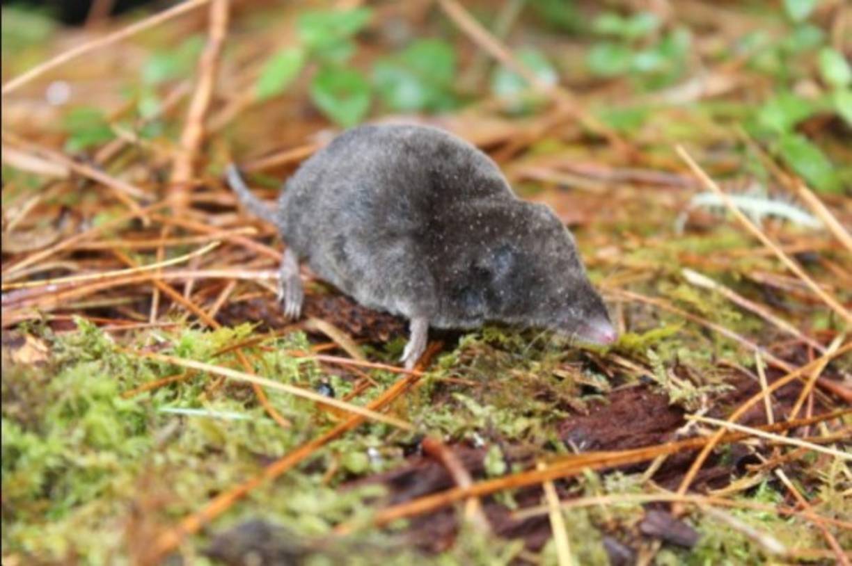 La cual describe los dos especímenes, únicamente conocidos en los bosques nublados de la Sierra de Omoa, Honduras, como una nueva especie.<br/>