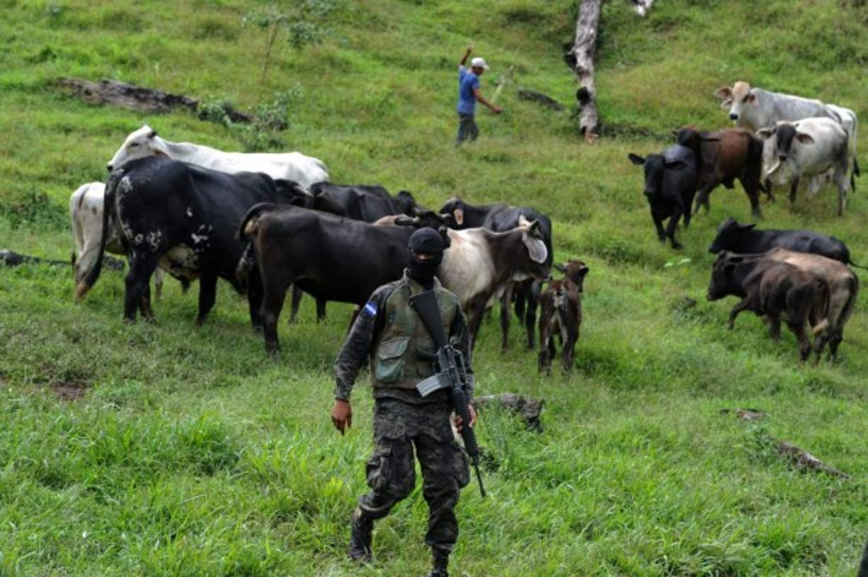 Las autoridades constataron el daño debido a la implementación de fincas ganaderas ilegales en la zona protegida.