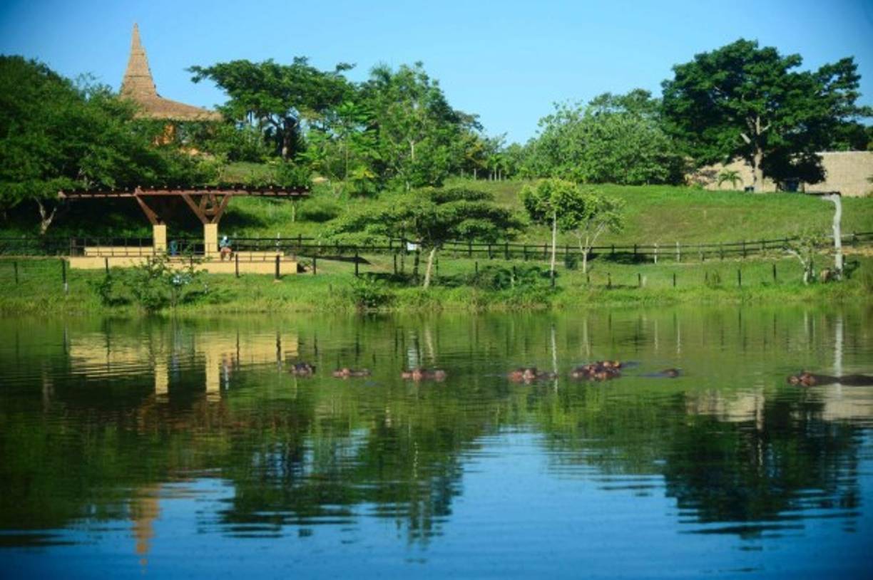 Un hipopótamo en el parque temático Hacienda Nápoles en el zoológico privado del capo de la droga Pablo Escobar en su rancho de Nápoles, en Doradal, departamento de Antioquia, Colombia. AFP