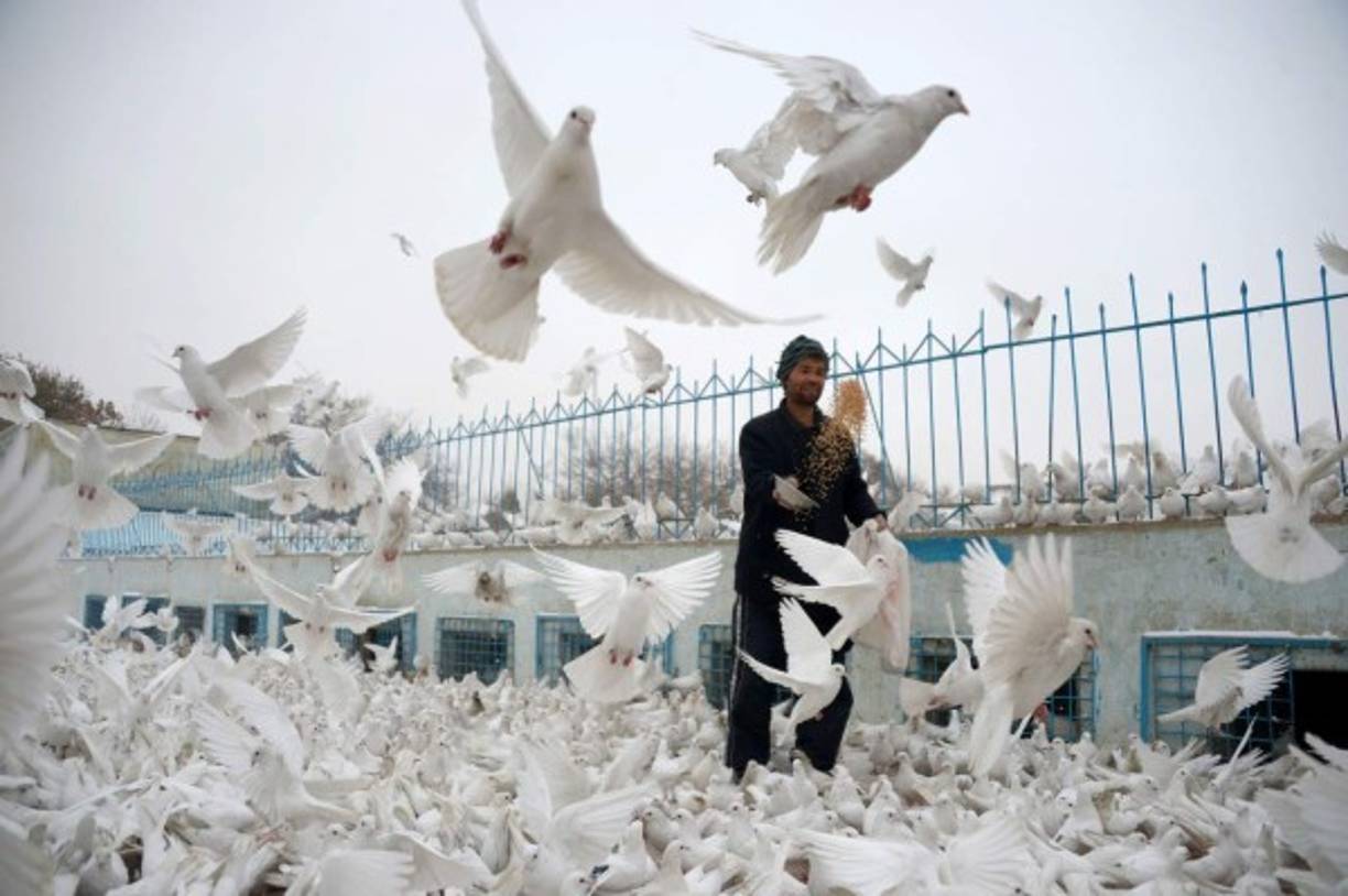 AFGANISTÁN. Un momento de paz. Un hombre alimenta palomas en el patio de la famosa Mezquita Azul en Mazar-i-Sharif. Foto: AFP/Farshad Usyan
