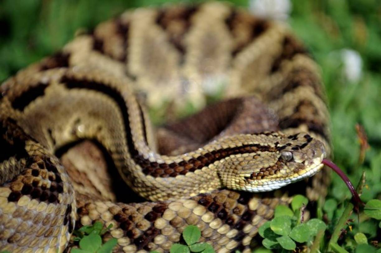 Las serpientes causaron unas 50,000 muertes en 2014. La víbora de sierra escalada es la más mortífera y sólo mide entre uno y tres pies de largo. Originaria de Australia, su veneno es tan intenso que puede matar en menos de media hora.