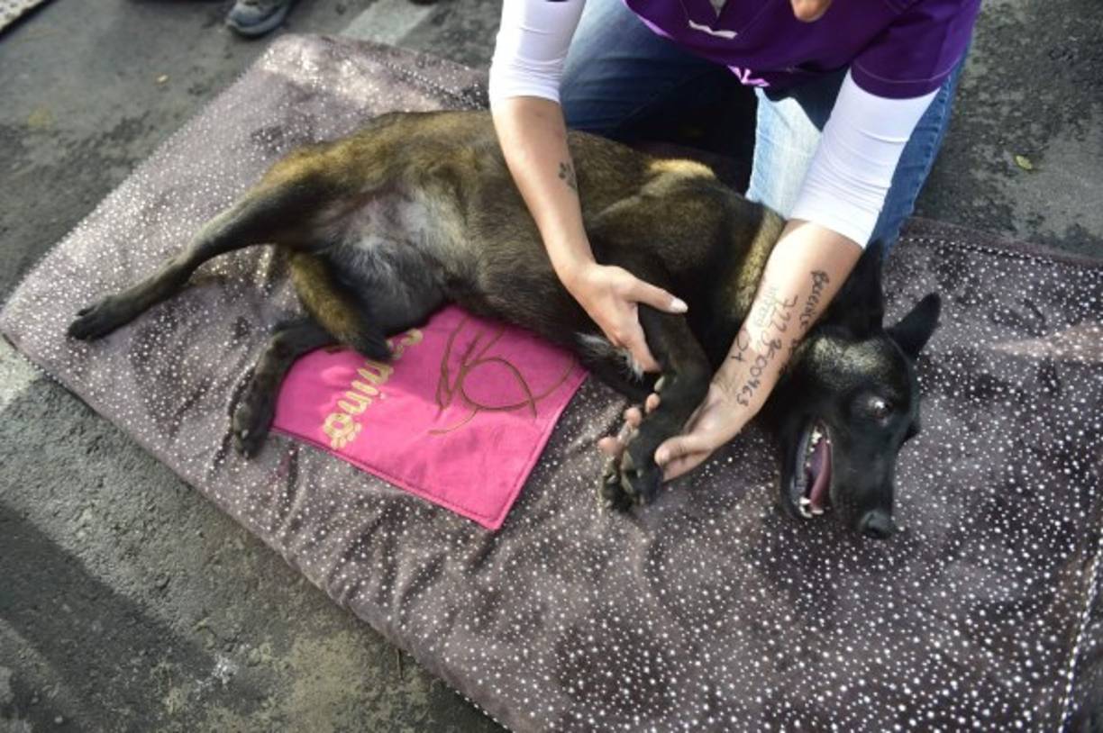 Los perros trabajaron arduamente, algunos sin descanso, para lograr sacar a las víctimas en el menor tiempo posible.<br/><br/>( AFP / Pedro Pardo)