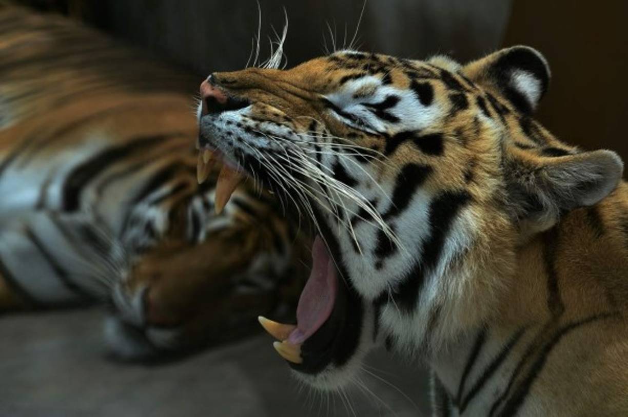 Los narcotraficantes hondureños siguieron la tradición del colombiano Pablo Escobar, quien a finales de los setenta abrió la Hacienda Nápoles, un espacio que convirtió en un refugio de animales exóticos en las selvas de su país. AFP
