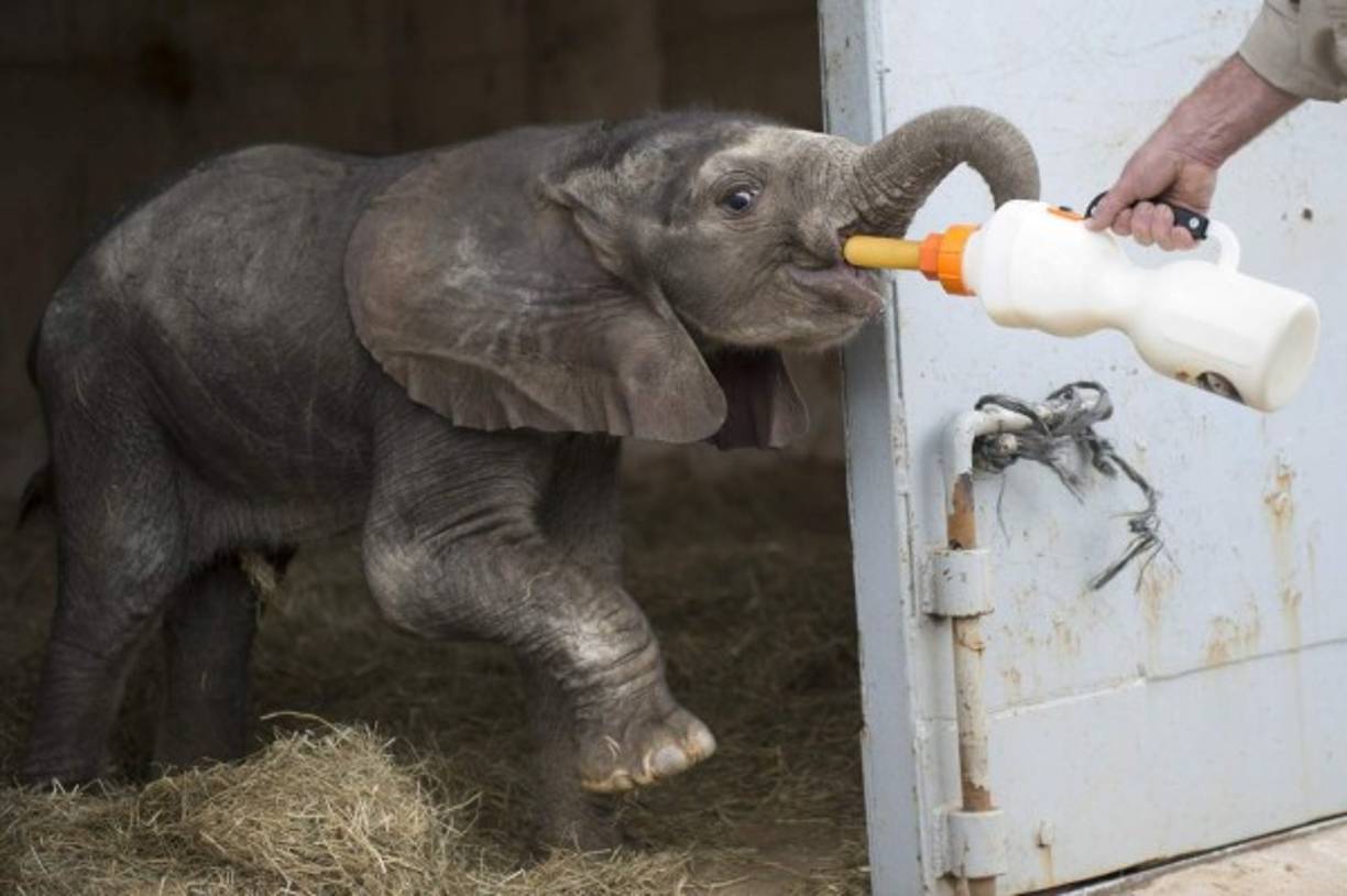 ESPAÑA. Rechazada por su madre. Cría de elefante nacida el 24 de agosto; al ser rechazada por la madre, es alimentada con biberón.