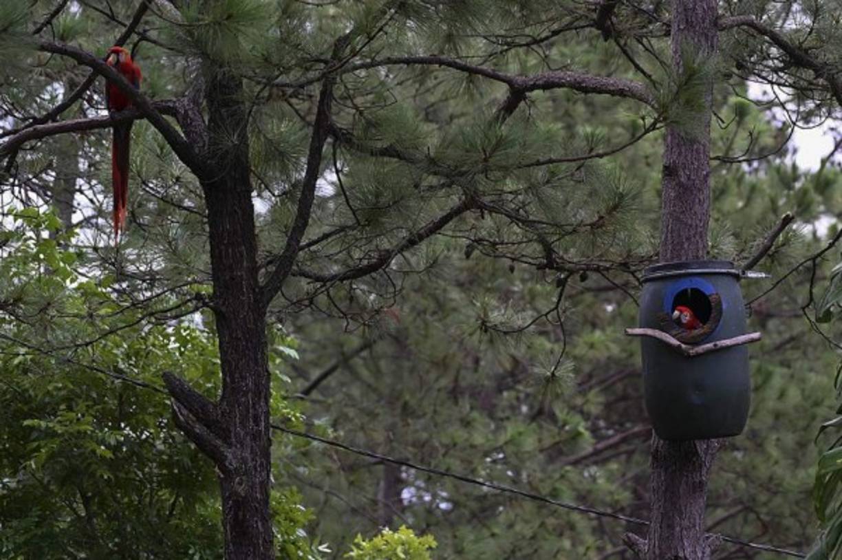 'Estas crías se van a liberar el 28 de junio', cuenta la ingeniera agrónoma Karina Escalante, del estatal Instituto de Conservación Forestal (ICF), mientras marca las dos aves con un tinte morado dentro de una jaula.<br/><br/>En una pata, 'llevan una marca con un anillo, y esto nos permite identificar en qué nido se reprodujeron, en qué año, y quiénes son sus padres', detalla.